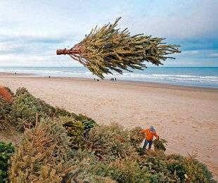 Science & Vie Junior 441 Sapins dans le vent
