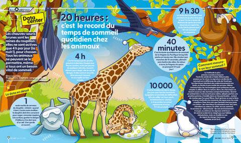 Science & Vie Junior 442 20 heures : c'est le record du temps de sommeil quotidien chez les animaux