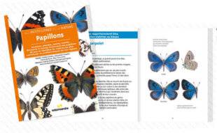 Science & Vie Junior 443 Papillons