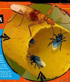 Science & Vie Junior 443 Quiz passe t-il, ici ?