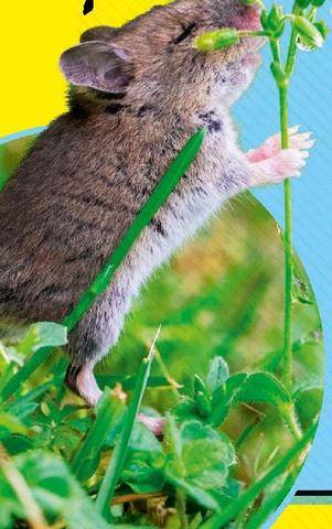 Science & Vie Junior 444 Unis parle flair