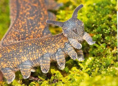 Science & Vie Junior 444 C’est quoi, cette bestiole ?