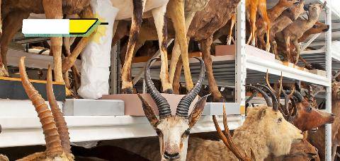 Science & Vie Junior 444 La maison aux 3 millions d’animaux