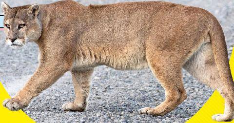 Science & Vie Junior 445 La Pat’Patrouille des pumas