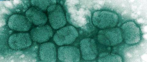 Science & Vie Junior 445 Texto