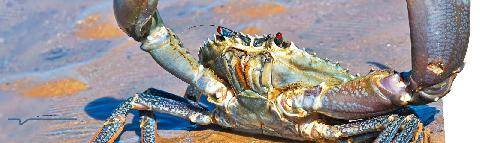 Science & Vie Junior 445 Le crabe aux pinces d’or