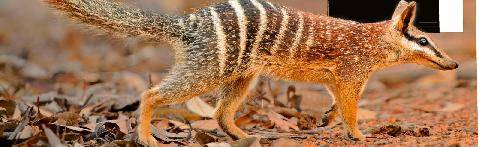 Science & Vie Junior 446 C’est quoi, cette bestiole ?