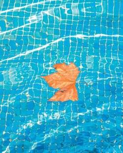 Maison & Travaux 345 HIVERNAGE DE LA PISCINE : passif ou actif ?
