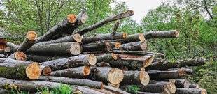 Maison & Travaux 356 Couper du bois dans la nature, AI-JE LE DROIT ?