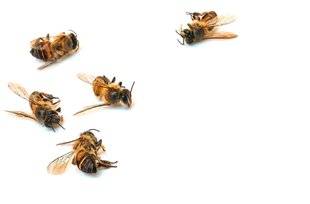 Hors-Séries 288 Et si… les insectes disparaissaient ?