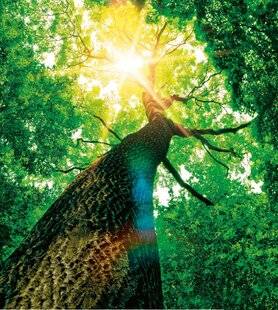 Hors-Séries 312 “Les arbres, comme les humains, peuvent percevoir le monde”