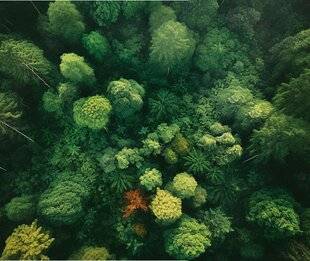 Hors-Séries 312 La forêt en 8 questions