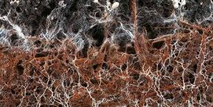 Hors-Séries 312 Wood wide web