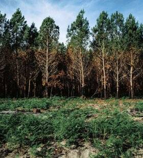 Hors-Séries 312 Une forêt brûlée peut-elle repousser toute seule ?