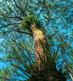 Hors-Séries 312 UN ARBRE PEUT-IL ÊTRE ÉPIPHYTE ?