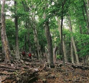 Hors-Séries 312 Qu'est-ce qu'une forêt ancienne ?