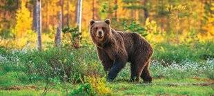 Hors-Séries 312 Les forêts françaises ont-elles vraiment besoin des loups et des ours ?