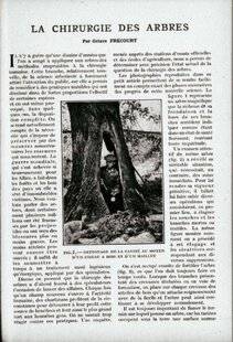 Hors-Séries 312 AU CHEVET DES ARBRES