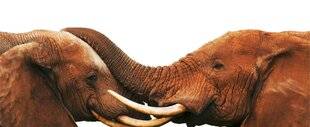 Hors-Séries 315 Les éléphants ont-ils des prénoms ?