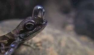 Hors-Séries 317 Un lézard peut-il respirer sous l'eau ?