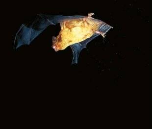 Hors-Séries 320 Comment migre la noctule ?