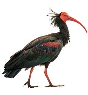 Hors-Séries 321 OÙ OBSERVER UN IBIS CHAUVE ?