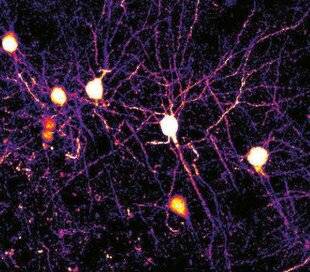 Hors-Séries 321 Comment le neurone fait-il pour se souvenir ?