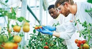 Hors-Séries 323 NTG, des OGM 2.0 ?