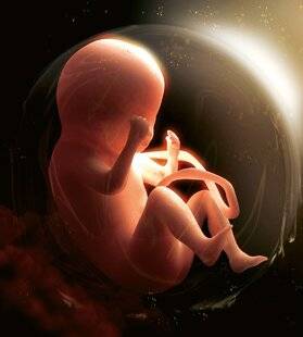 Hors-Séries 323 Nous sommes tous des (micro) chimères