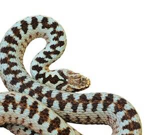 Hors-Séries 324 LA NATURE, ÇA PIQUE !