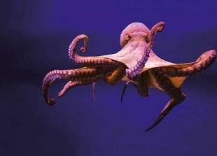 Hors-Séries 325 LES ANIMAUX SONT-ILS À L'HEURE ?