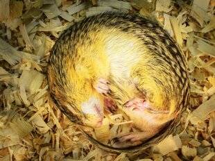 Hors-Séries 325 Quand le vivant ralentit le temps