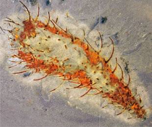 Hors-Séries 325 En direct du Cambrien