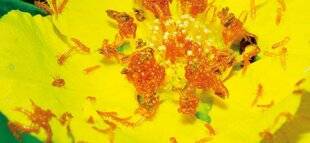 Hors-Séries 325 Est-ce une fleur?