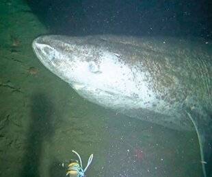 Hors-Séries 325 Le requin du Groenland est-il vraiment aveugle ?