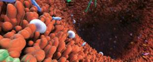 Hors-Séries 326 QUEL RAPPORT ENTRE LE MICROBIOTE INTESTINAL ET LA MALADIE DE PARKINSON ?