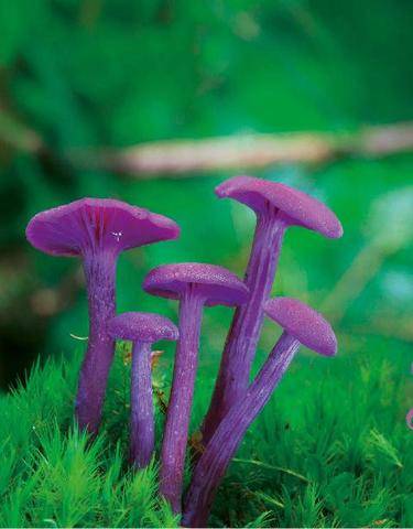 Hors-Séries 327 Que sont les champignons ?