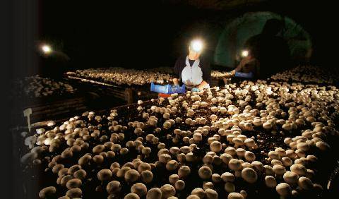 Hors-Séries 327 “Profitons des bienfaits du champignon de Paris !”
