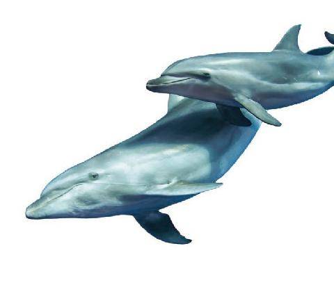 Hors-Séries 327 La sororité existe-t-elle chez les dauphins ?