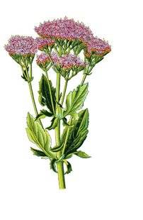 Pleine Vie 394 DEUX PLANTES POUR FAIRE DE BEAUX RÊVES