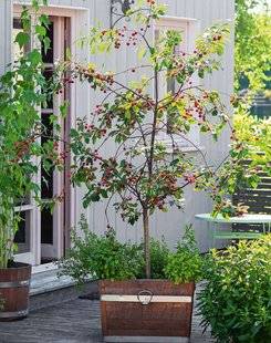 Pleine Vie 400 Plein pot sur les arbres fruitiers