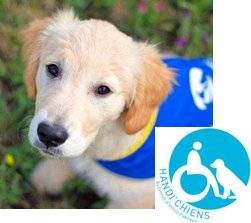 Pleine Vie 400 ASSOCIATION HANDI'CHIENS