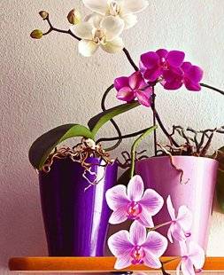 Pleine Vie 403 Au bonheur des orchidées