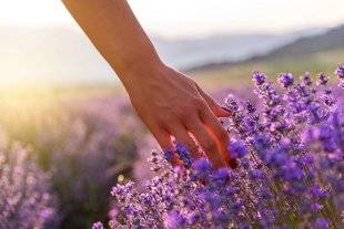 Pleine Vie 404 La phytothérapie pour limiter l'inflammation