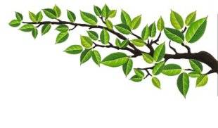 Pleine Vie 404 Les plantations de mon voisin débordent, que faire ?