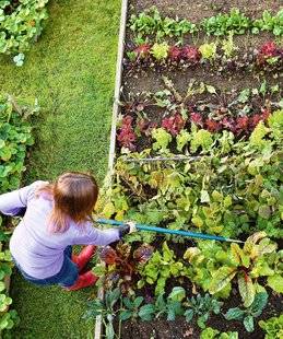 Pleine Vie 407 Bien dessiner son potager