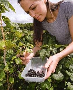 Pleine Vie 412 Des envies de PETITS FRUITS