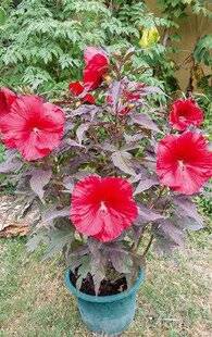 Pleine Vie 457 Hibiscus des marais 'Geant Red'