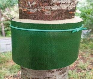 Pleine Vie 457 Piéger les fourmis