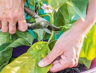 Pleine Vie 457 Tailler ou non l'aubergine